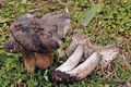 Hygrophorus camarophyllus